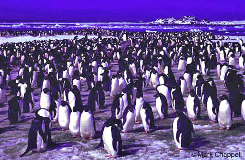 photographs by Mark Chappell